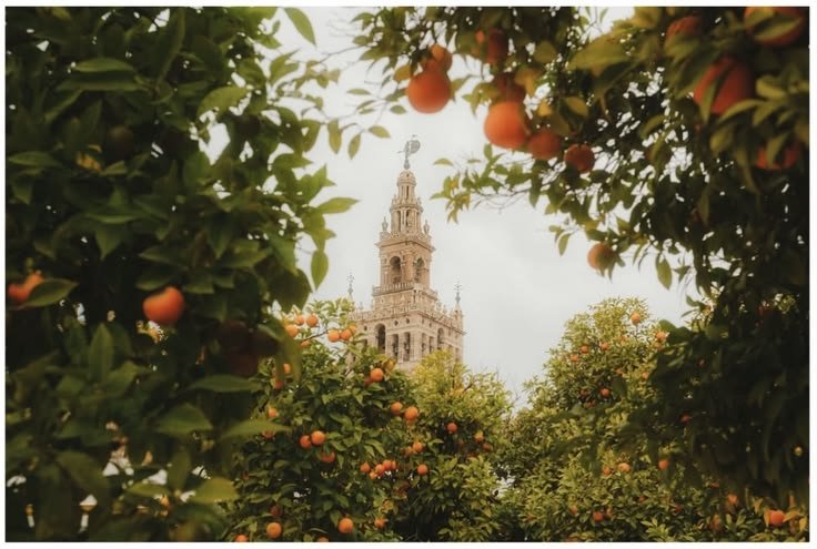 The Giralda seen through orange trees